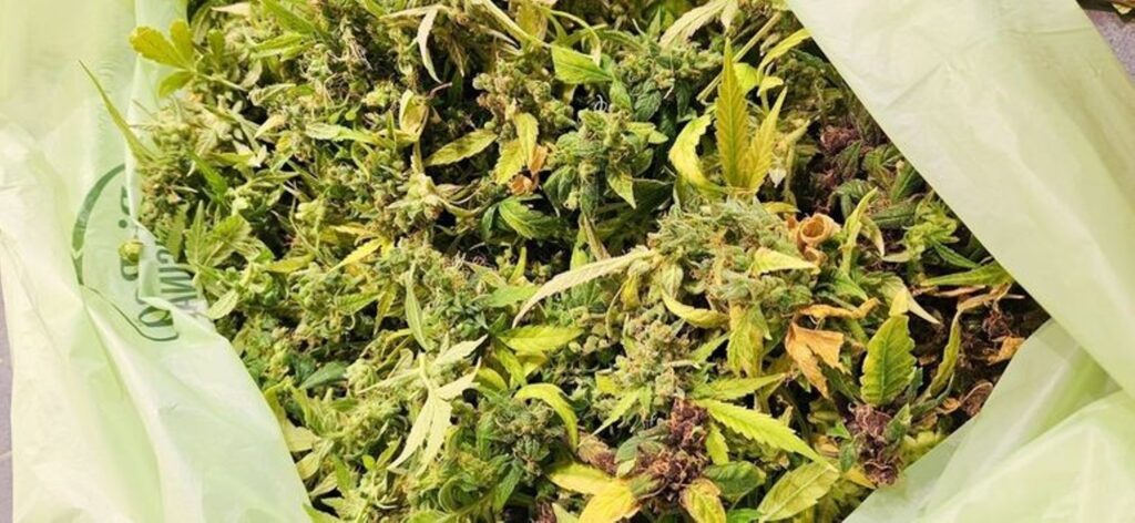 Zen Native parim kodumaine CBD õli õisikud